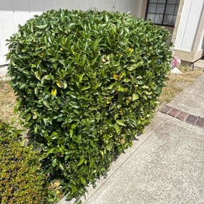 Bush Trimming by P&R Lawn care reviewed on July 22, 2022