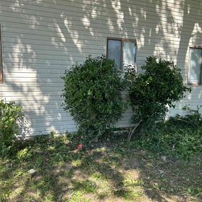 Bush Trimming by LENJAN LLC reviewed on October 15, 2021