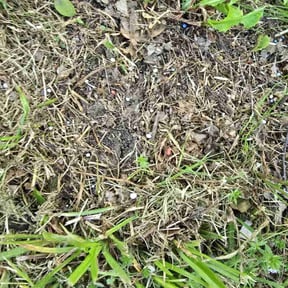 Weeding by Lion&#039;s Landscaping reviewed on April 15, 2025