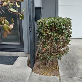Bush Trimming by Wacky grass lawn care reviewed on July 11, 2022