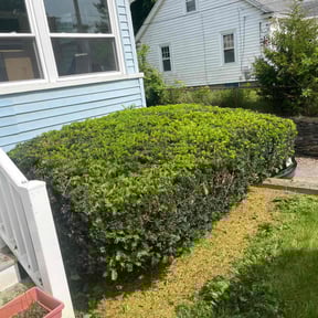 Bush Trimming by Greenworx Lawn Care reviewed on June 3, 2022