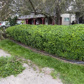 Bush Trimming by Redline Property Maintenance (RPM) reviewed on May 11, 2022