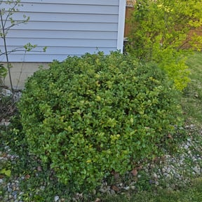 Bush Trimming by Green Ranch Lawncare and Pressure Washing reviewed on June 11, 2021