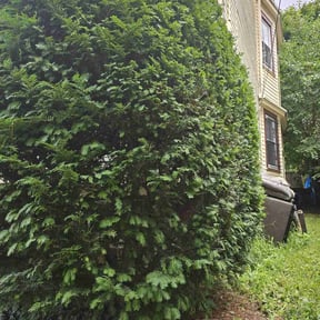 Bush Trimming by Driver Lawn Service reviewed on June 29, 2022