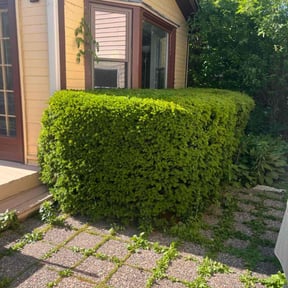 Bush Trimming by Phillip Landscape reviewed on August 31, 2020