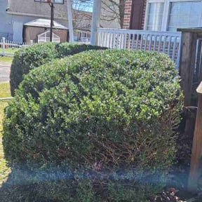 Bush Trimming by Best Price In Lawn Care reviewed on May 9, 2022