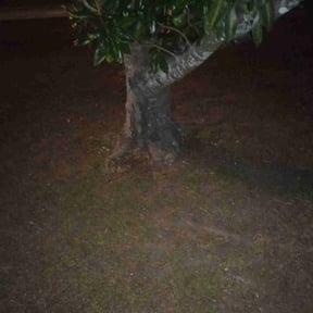 Leaf Removal by Country Neighbor Construction, Maintenance, & Repair reviewed on May 21, 2022