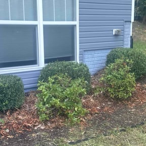 Bush Trimming by Black horse reviewed on August 7, 2022