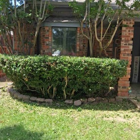 Bush Trimming by Three Kings Grounds Keeping reviewed on June 29, 2020
