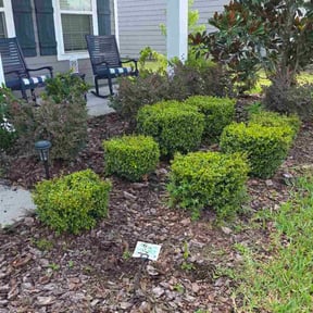 Bush Trimming by Nathaniel Bonsell reviewed on March 16, 2025