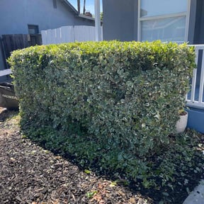 Bush Trimming by Willie Lawn Care and More LLC reviewed on April 13, 2023