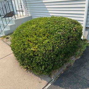 Bush Trimming by Sage Landcrafters reviewed on July 25, 2022