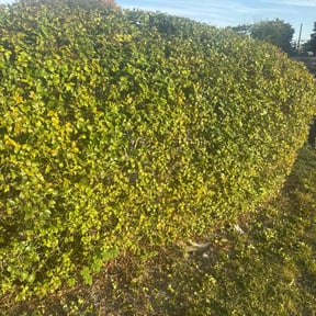 Bush Trimming by Pro Mow Lawn Care reviewed on September 5, 2021