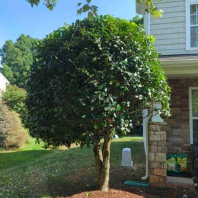 Bush Trimming by Palmer Affordable Lawn Care reviewed on July 5, 2022