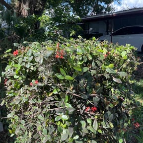 Bush Trimming by FL Lawn Pros LLC reviewed on October 20, 2022