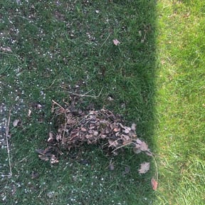 Leaf Removal by ASB LAWN MODIFICATION  reviewed on August 1, 2022