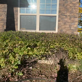 Bush Trimming by Lawncare reviewed on June 30, 2025