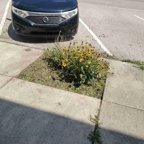 Flower Bed Weeding by Gavino landscaping reviewed on May 9, 2022