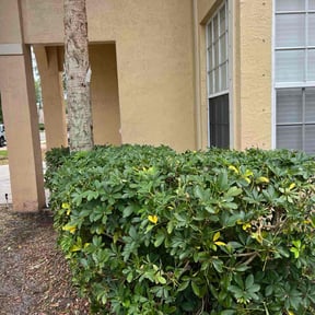 Bush Trimming by Annex Real Estate LLC reviewed on September 12, 2021