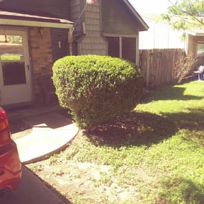 Bush Trimming by AJ's X-terior WorkZ reviewed on June 14, 2025