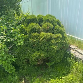 Bush Trimming by JTB Lawn care reviewed on July 29, 2022