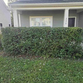 Bush Trimming by McNeil's lawn care & maintenance reviewed on November 13, 2024