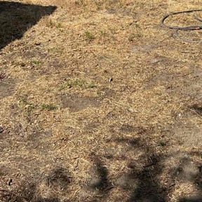Cleanups by All Electric Landscaping reviewed on May 17, 2025