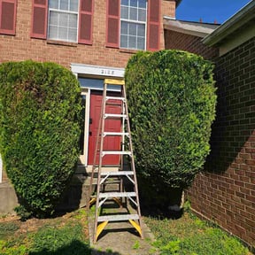 Bush Trimming by D.P.S (Dave Property Services) reviewed on December 3, 2024
