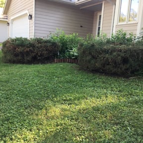 Bush Trimming by Lawncare reviewed on June 30, 2025