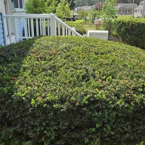 Bush Trimming by Weiler Lawn & landscape reviewed on July 21, 2022