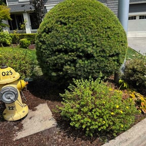Bush Trimming by Best Green Area reviewed on September 16, 2021