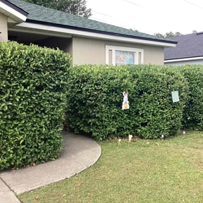 Bush Trimming by Cutting Edge Outdoor work LLC reviewed on June 8, 2022