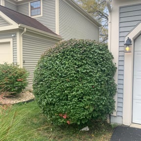 Bush Trimming by Howards Elite Lawn Care and Landscaping reviewed on May 1, 2025