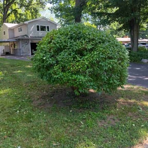Bush Trimming by Val reviewed on June 10, 2022