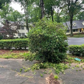 Bush Trimming by Ultimate Landscape Contractor reviewed on July 13, 2022