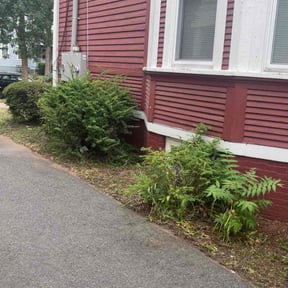 Bush Trimming by It&#039;s Dubble Better Lawn &amp; haul reviewed on July 28, 2022