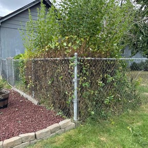 Bush Trimming by Cut N Get Cut reviewed on June 1, 2022