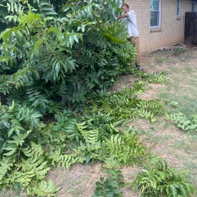 Bush Trimming by Sir Knights Lawn Care reviewed on July 3, 2022