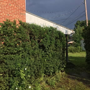 Bush Trimming by Hogans Yard Care reviewed on June 3, 2022