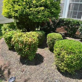 Bush Trimming by Jireh A.C trees and lawn services reviewed on September 15, 2020