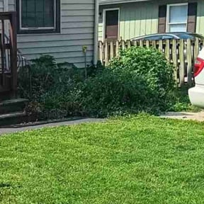 Bush Trimming by Fisher lawncare reviewed on October 2, 2024