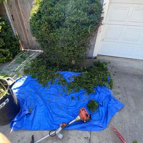 Bush Trimming by No Mow Worries!!! reviewed on June 4, 2022
