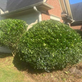 Bush Trimming by Gauer landscaping llc reviewed on June 28, 2022