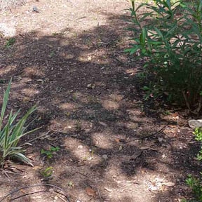 Flower Bed Weeding by Mighty Mavericks Yard and Landscaping Heroes reviewed on October 28, 2024