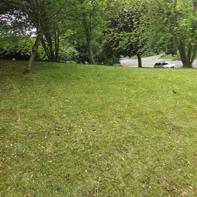 Leaf Removal by BBMP reviewed on July 7, 2022