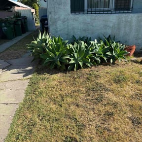 Bush Trimming by Forever Green FG LLC reviewed on May 6, 2025
