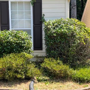Bush Trimming by MPV Landscaping reviewed on October 9, 2022