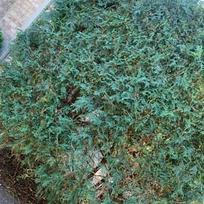 Bush Trimming by L and c landscape reviewed on June 11, 2022