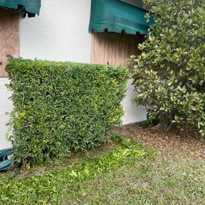 Bush Trimming by All the right cuts reviewed on June 17, 2022