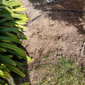 Lawn Seeding by DC Property Renovations & Maintenance reviewed on June 6, 2020